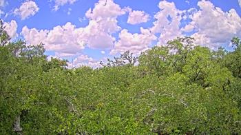 Live Camera from Metairie Club Gardens, Metairie, LA
