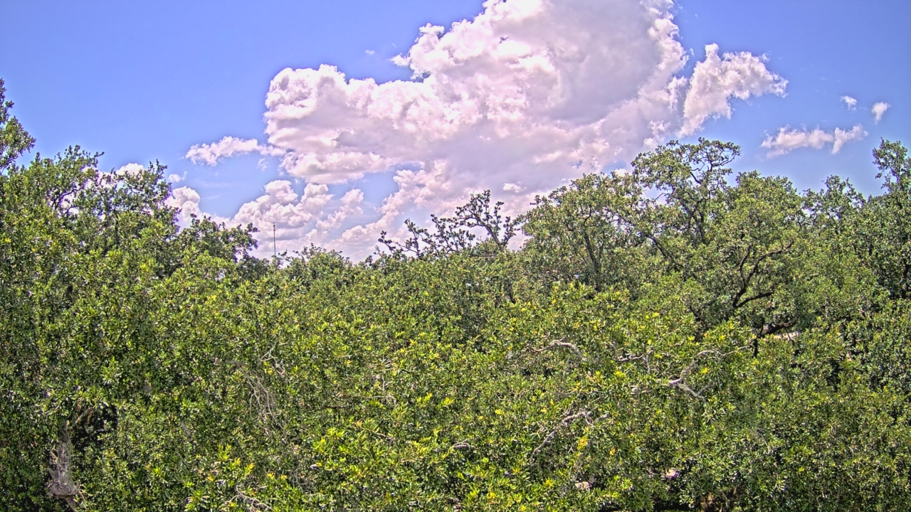 Live Camera from Metairie Club Gardens, Metairie, LA 70005